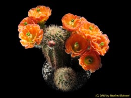 Echinocereus X lloydii NM2824 1549